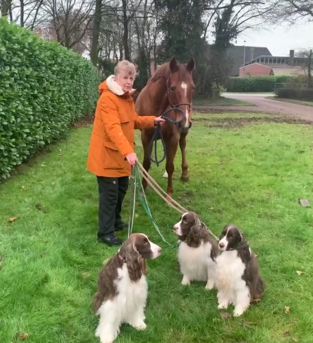 Happy xmas pups and Foxy